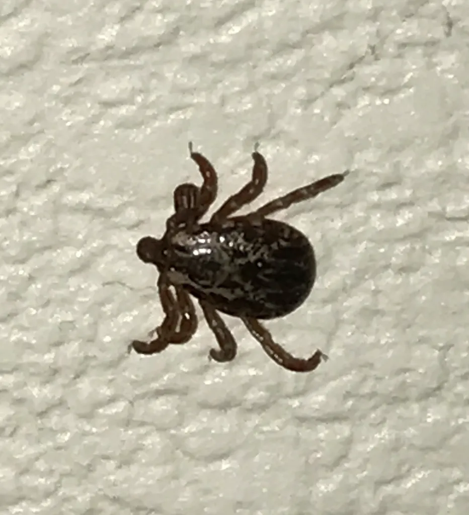 American dog tick on textured white surface showing all eight legs clearly