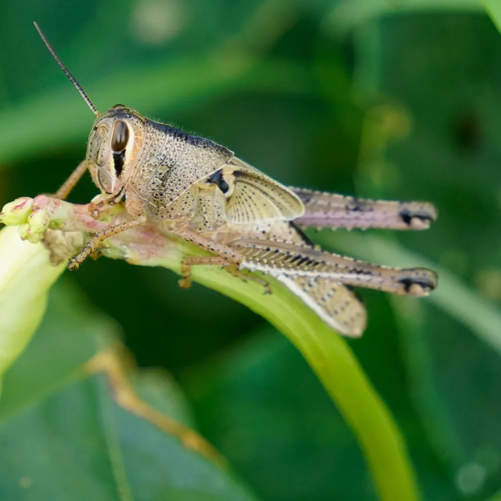 Close-up front view of an American grasshopper showing its face and antennae while resting on a leaf