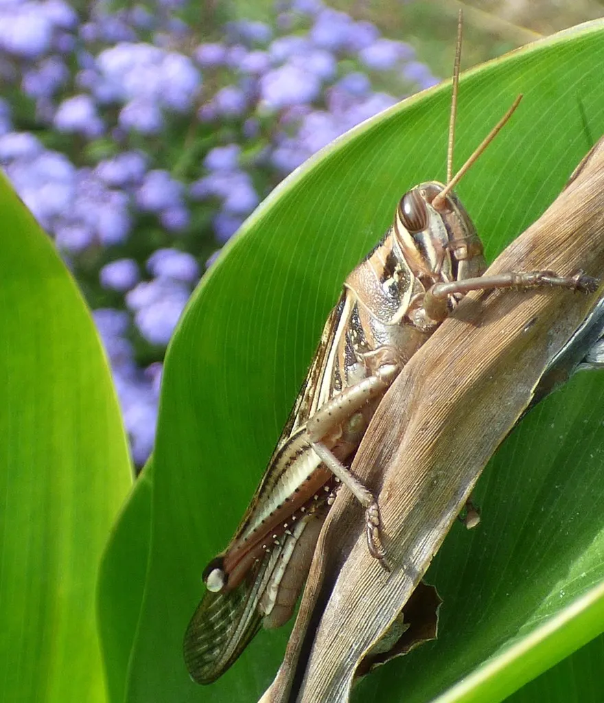 Adult American grasshopper resting on a broad green leaf showing its full body profile