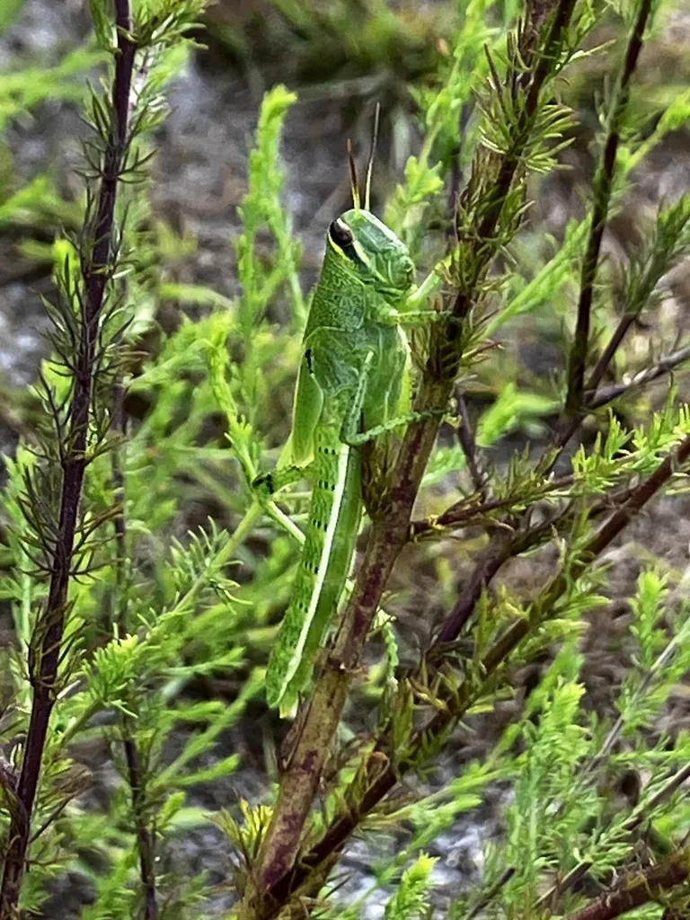 Bright green American grasshopper nymph perched on vegetation