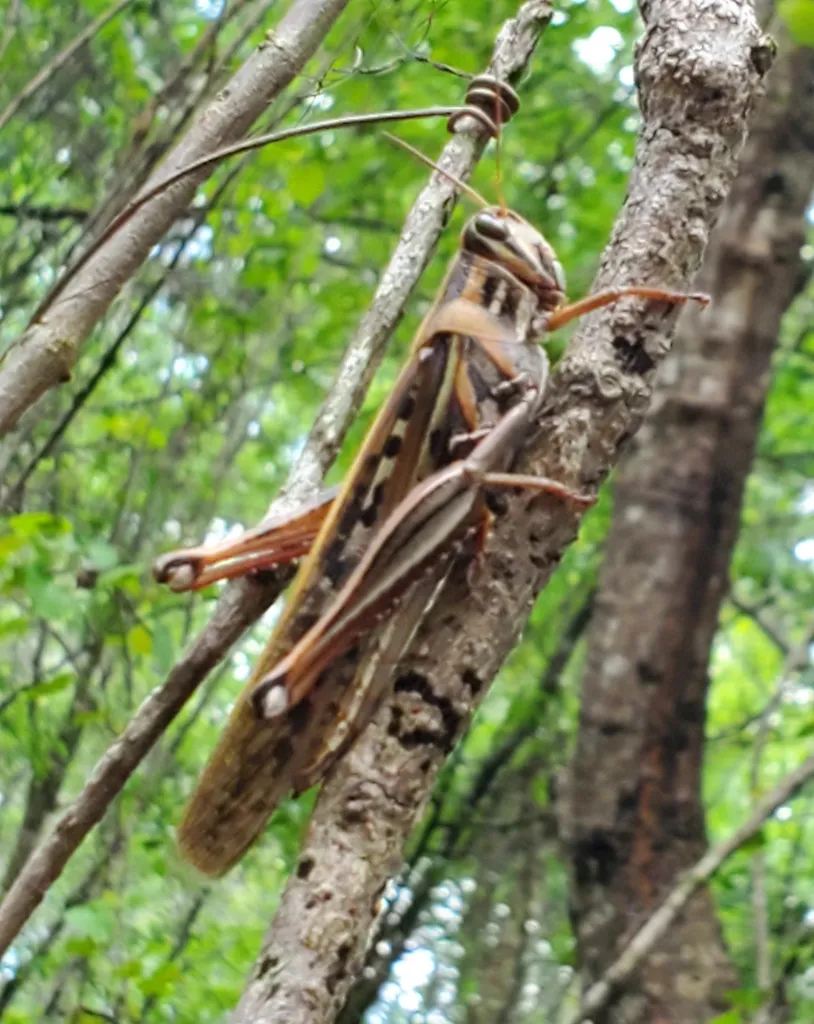 American grasshopper climbing on tree bark displaying its brown and tan striped coloration