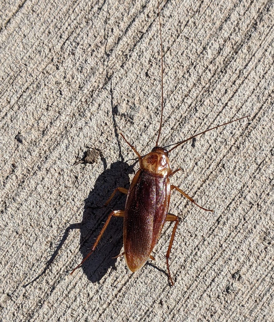 Close-up of a cockroach
