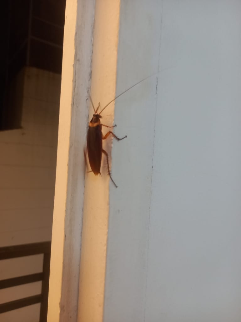 American Roaches photo 1
