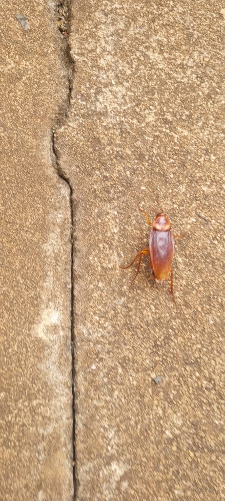 American Roaches photo 2