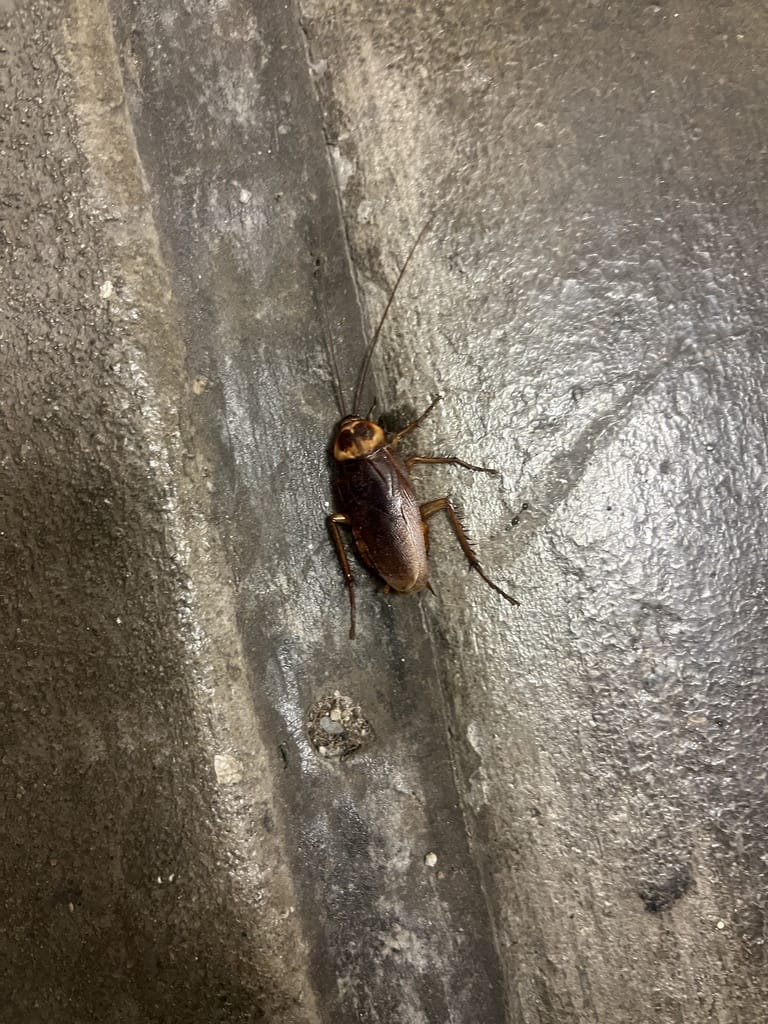American Roaches photo 4