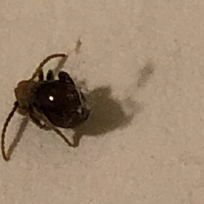 Mezium spider beetle on an indoor floor with its long antennae and legs spread out