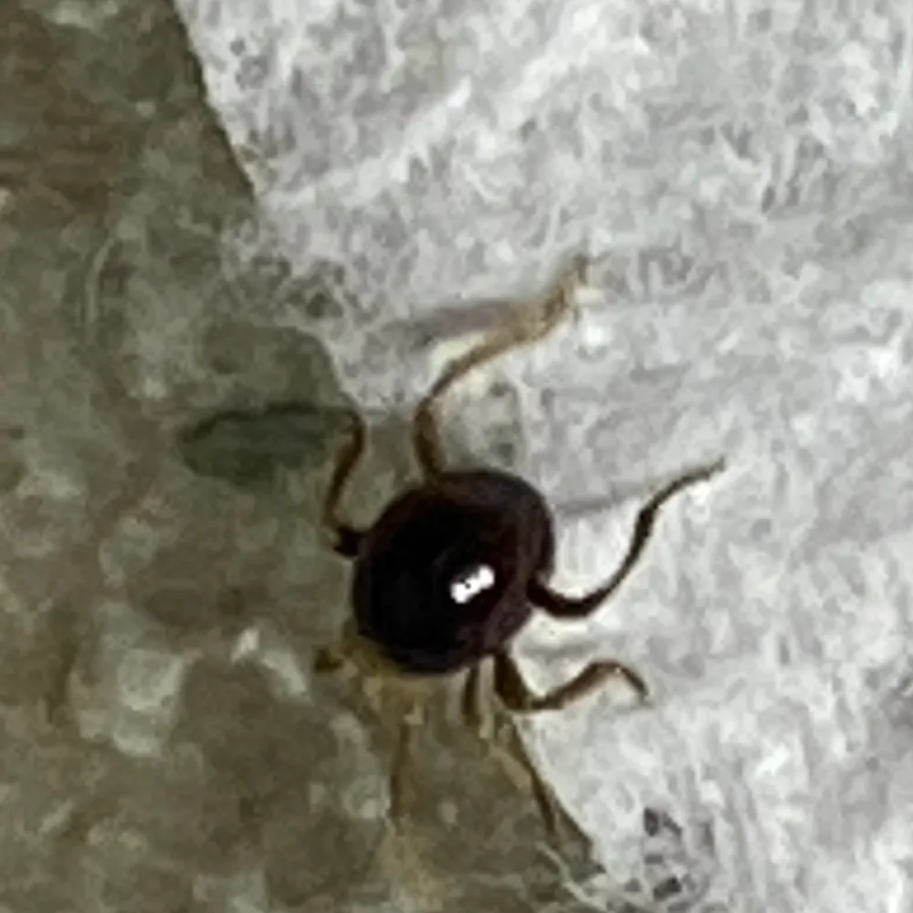 Shiny dark spider beetle in the genus Mezium crawling across a paper towel