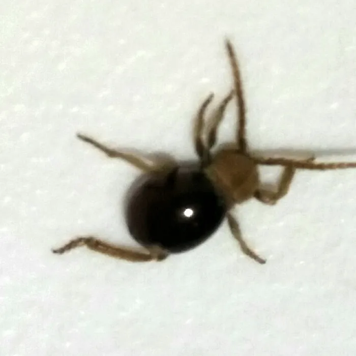 Mezium spider beetle walking on a white surface, with its shiny black rear body and tan, scale-covered front end
