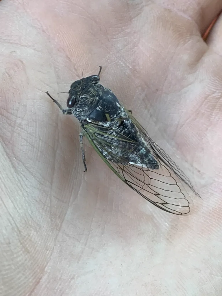 Adult annual cicada held in hand showing full body and wing structure