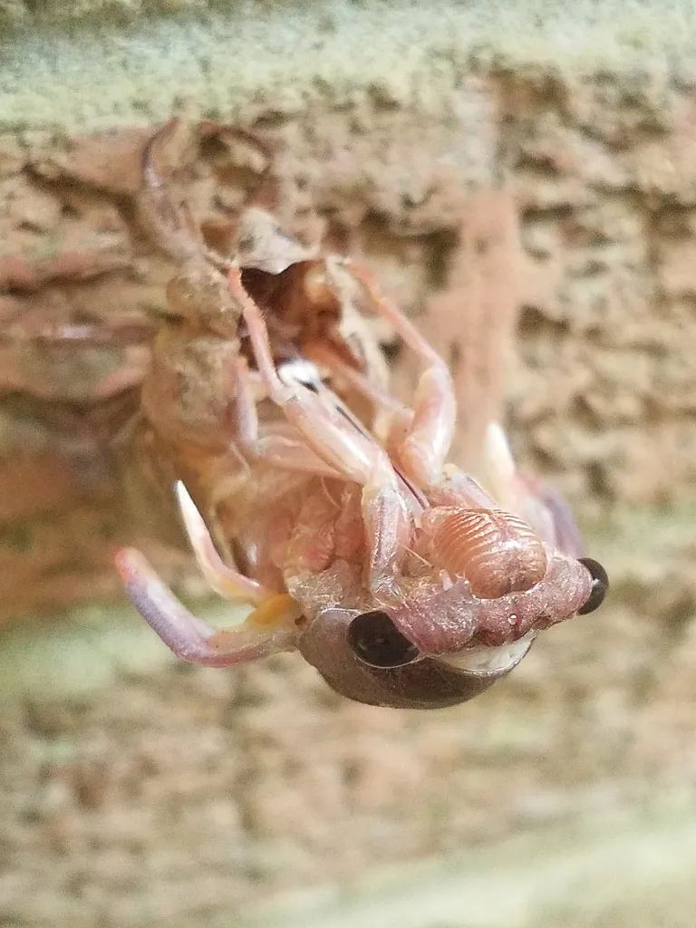 Cicada emerging from its nymphal exoskeleton during molting process