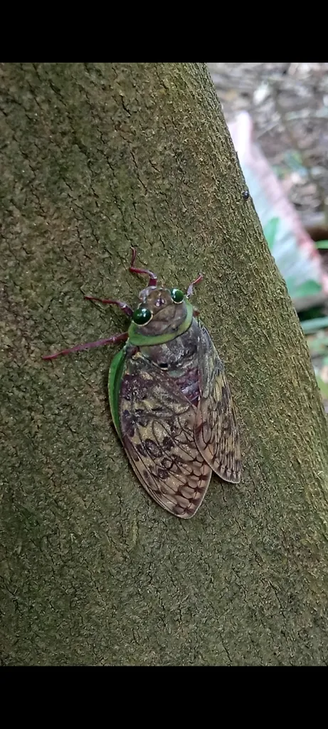 Annual cicada clinging to tree bark in natural habitat