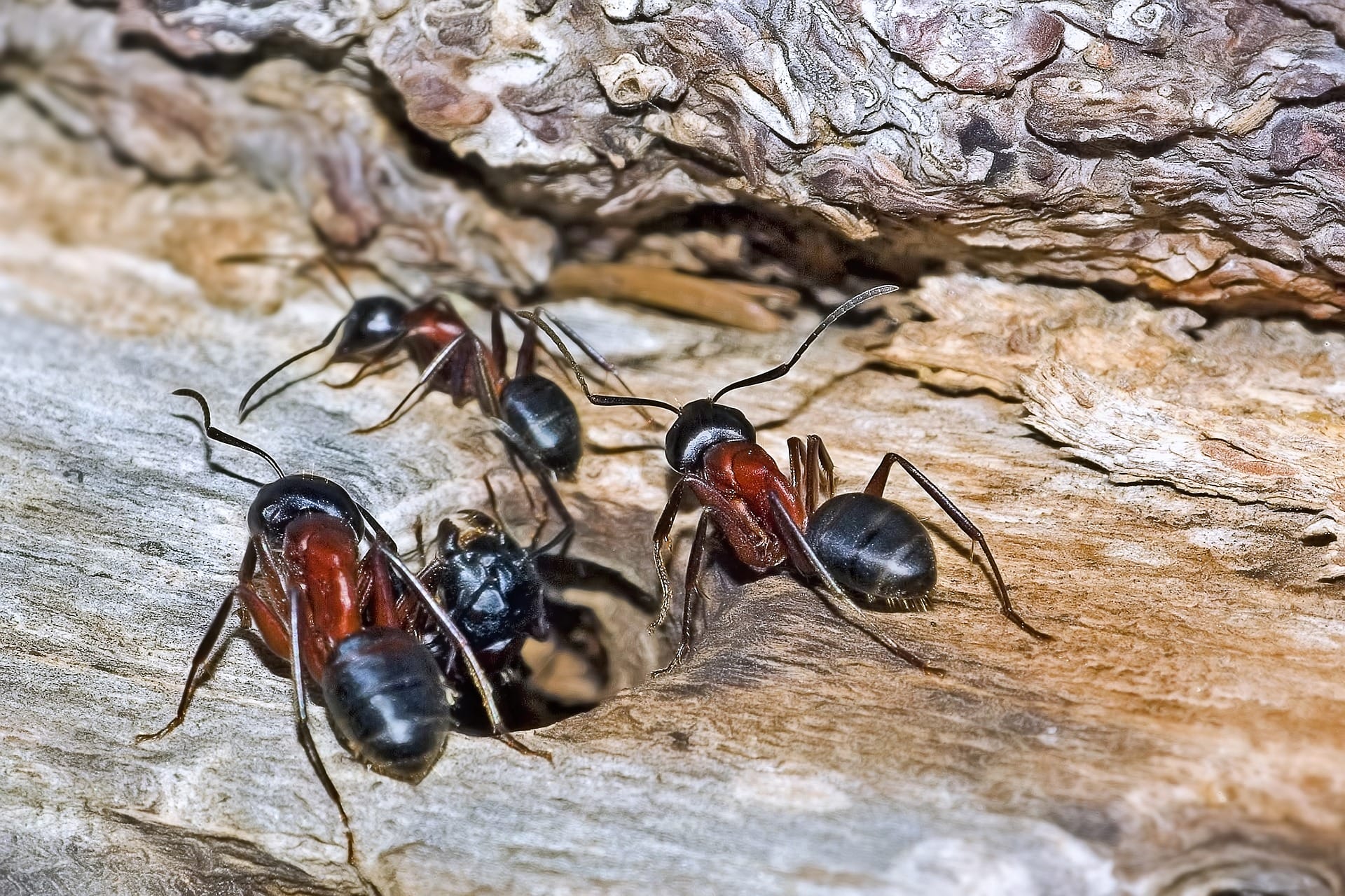 Close-up of an ant