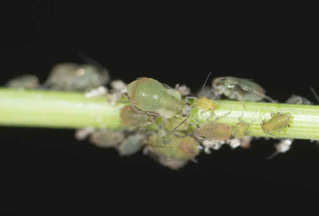 Colony of green aphids clustered on a plant stem