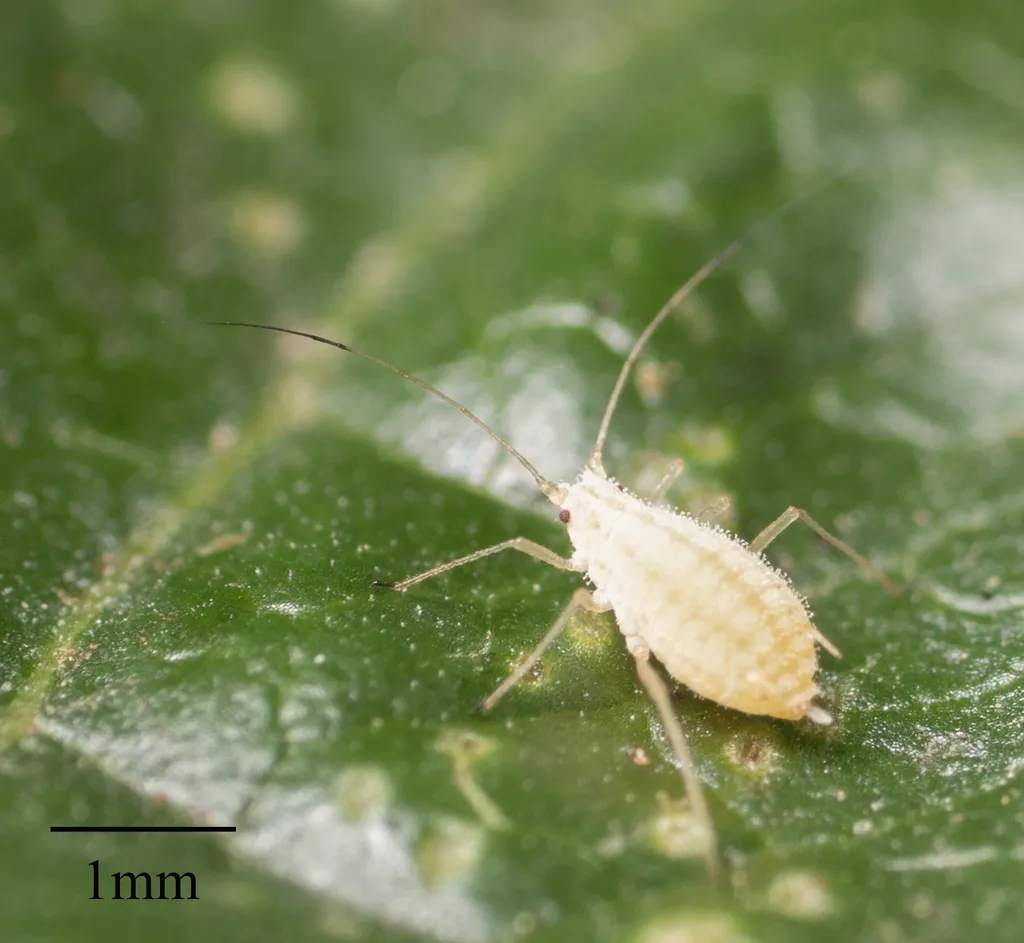 Single pale aphid on a green leaf with visible antennae and cornicles