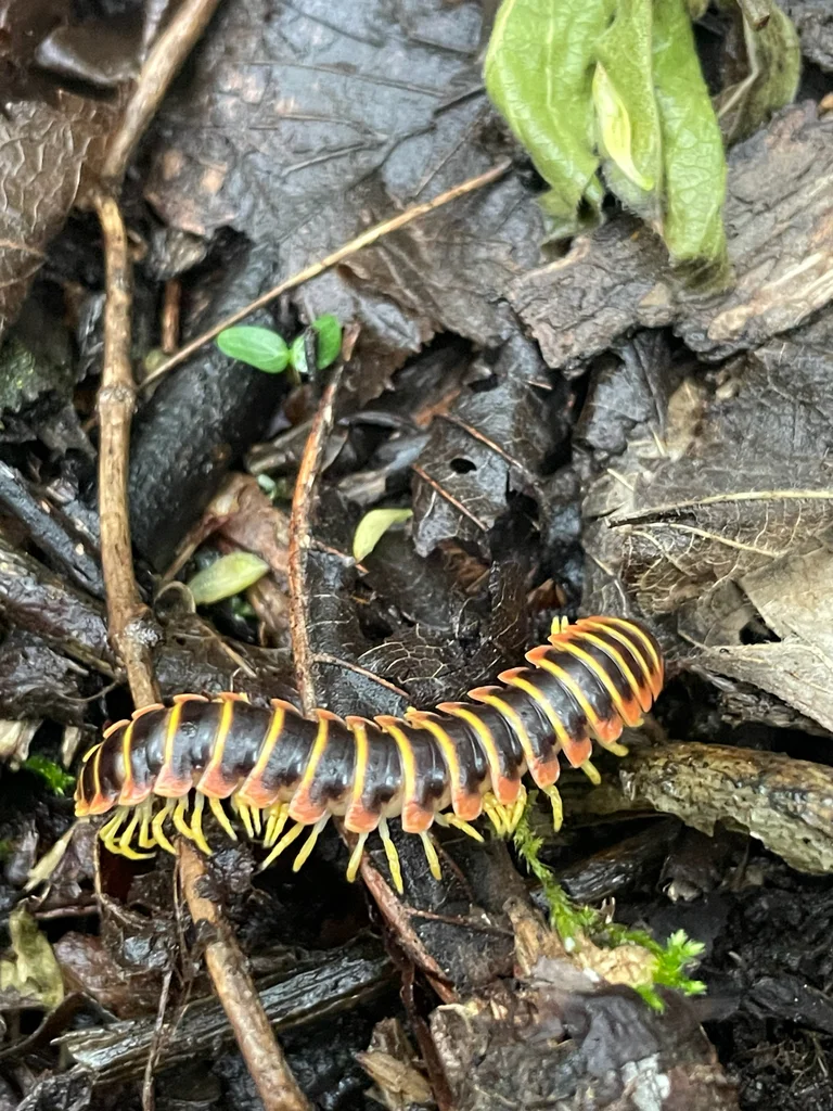 Colorful Appalachian mimic millipede displaying orange and red banding on leaf litter