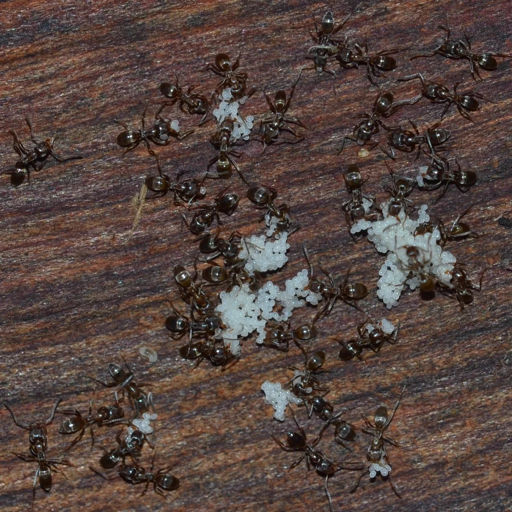 Colony of Argentine ants foraging on wood surface showing group behavior