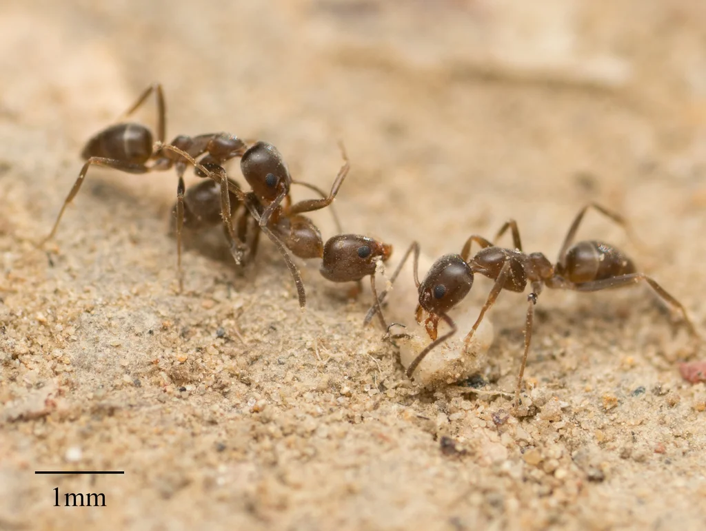 Three Argentine ants foraging together with 1mm scale bar showing their small size