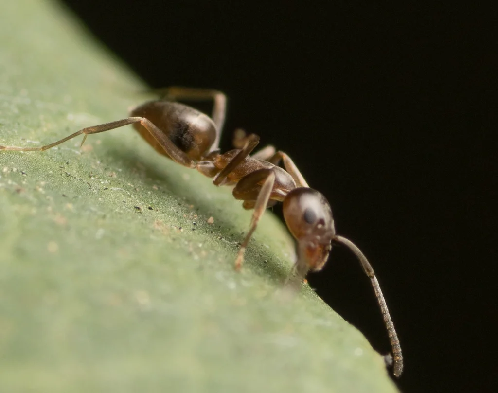 Argentine ant walking on a leaf with dark background highlighting its features