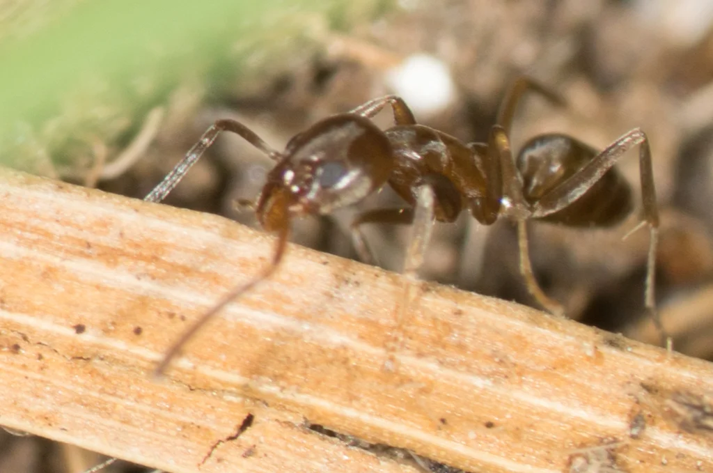 Side profile of an Argentine ant on plant material showing body structure