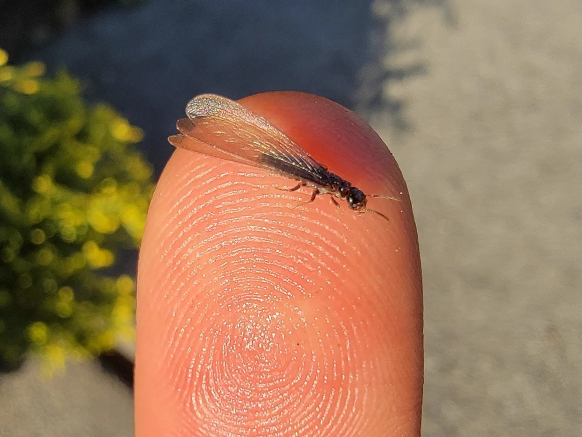 Winged arid-land subterranean termite on human fingertip showing small size
