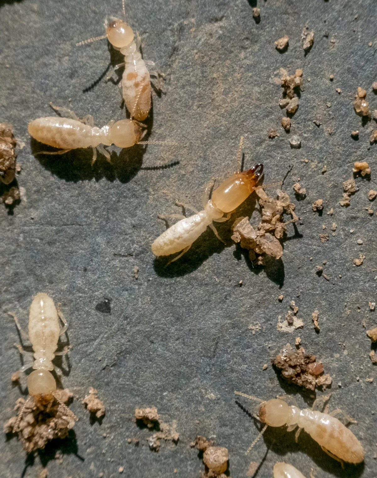 Group of arid-land subterranean termite workers on soil surface