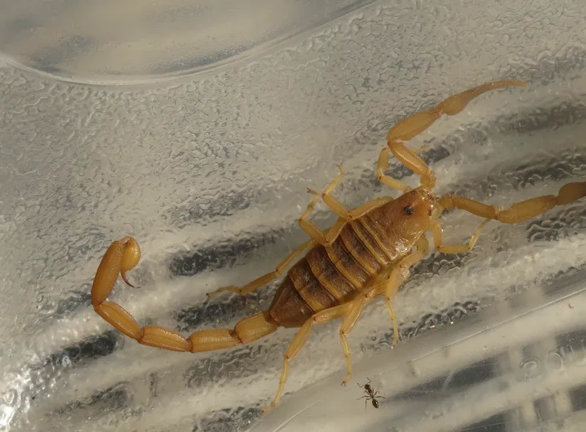 Close-up of an Arizona bark scorpion showing tan coloration and segmented body