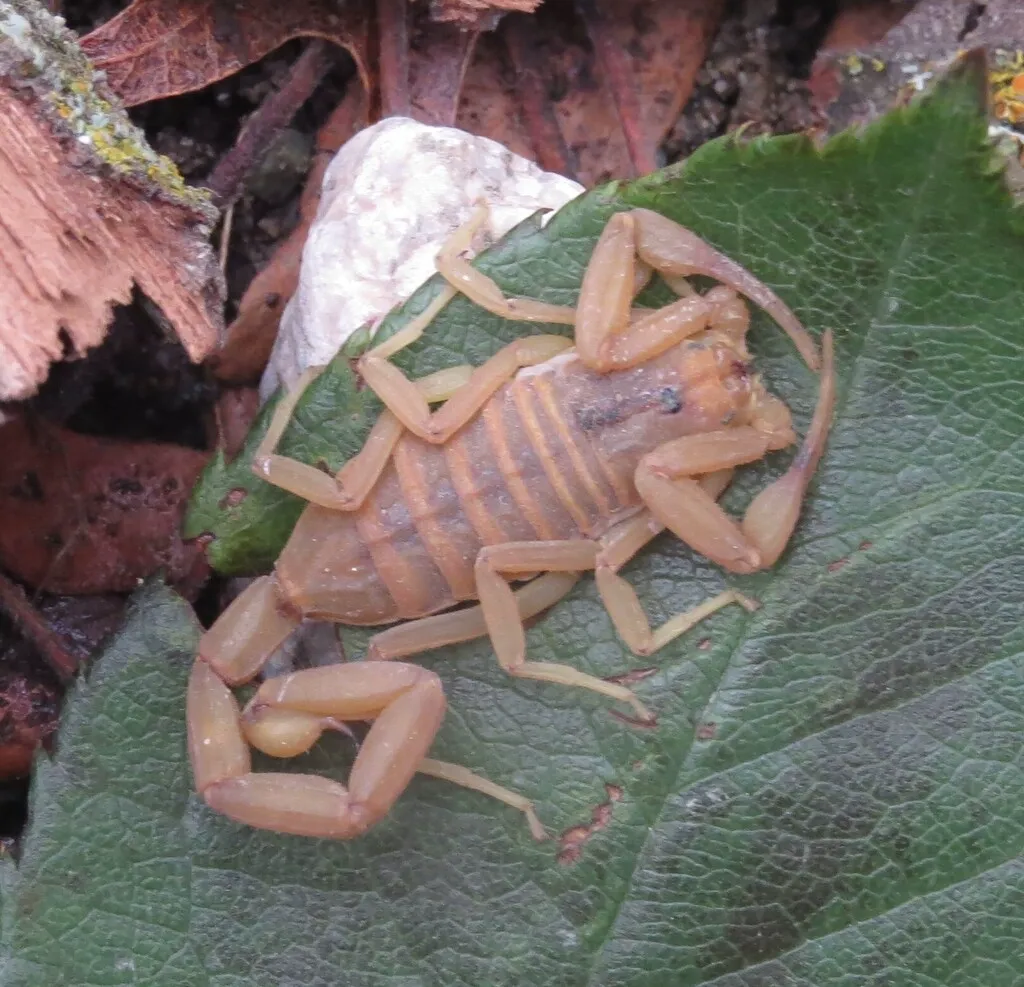Arizona bark scorpion on a green leaf displaying characteristic amber color and slender pincers