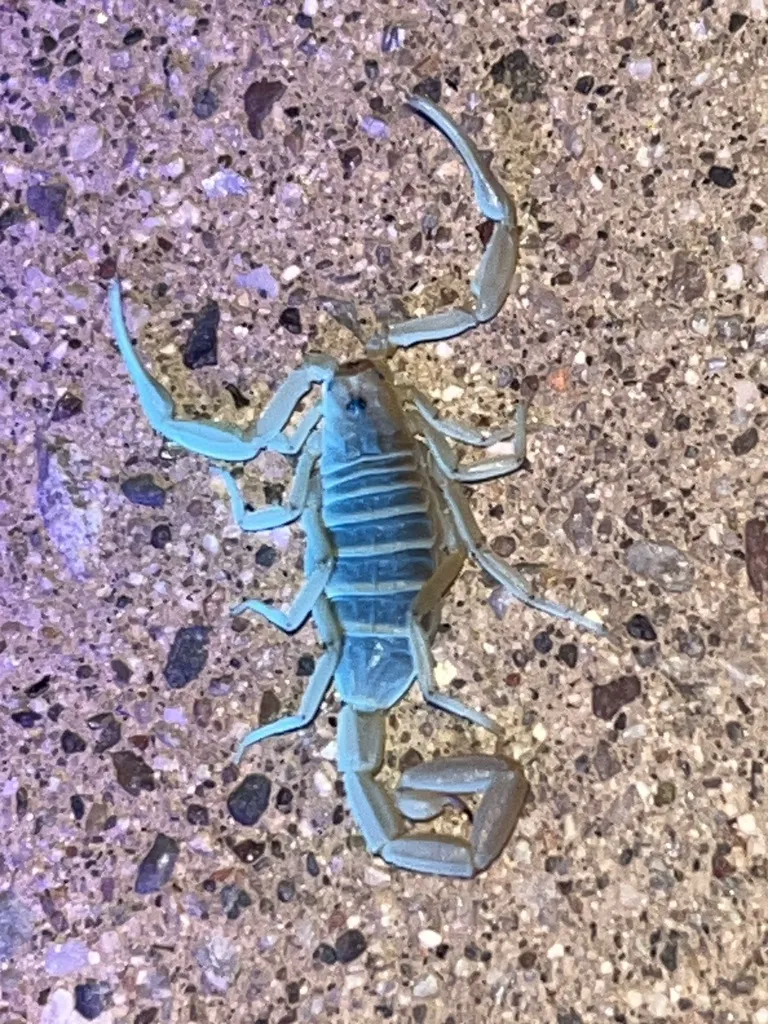 Arizona bark scorpion glowing blue-green under ultraviolet light used for nighttime detection