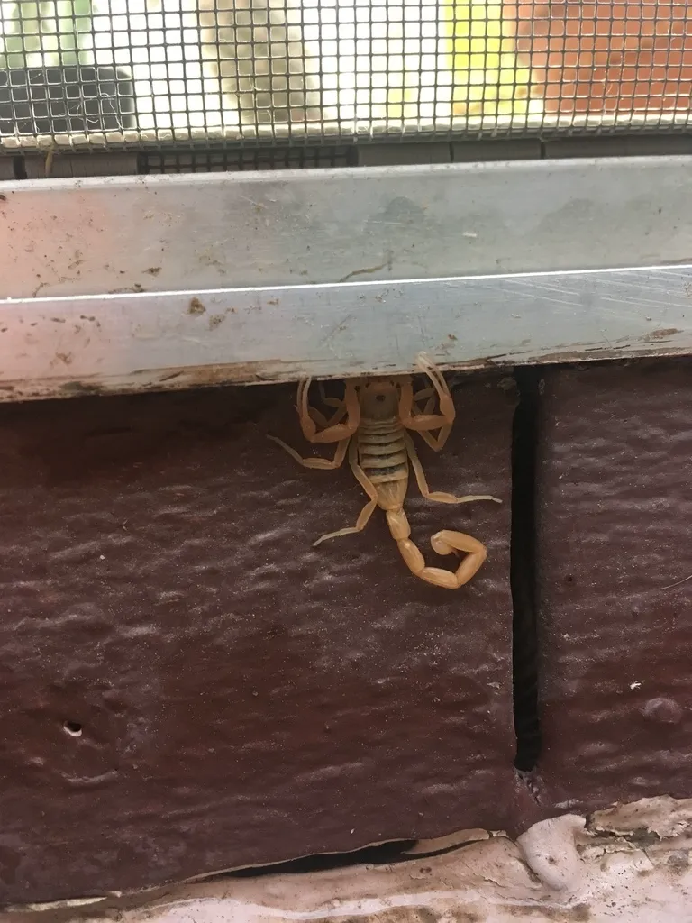 Arizona bark scorpion climbing on a wall demonstrating its ability to scale vertical surfaces