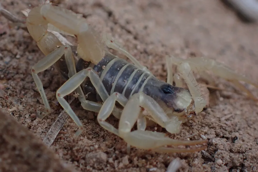 Close-up side view of an Arizona hairy scorpion on sand showing dark dorsal stripe, pale yellow legs, and body segmentation