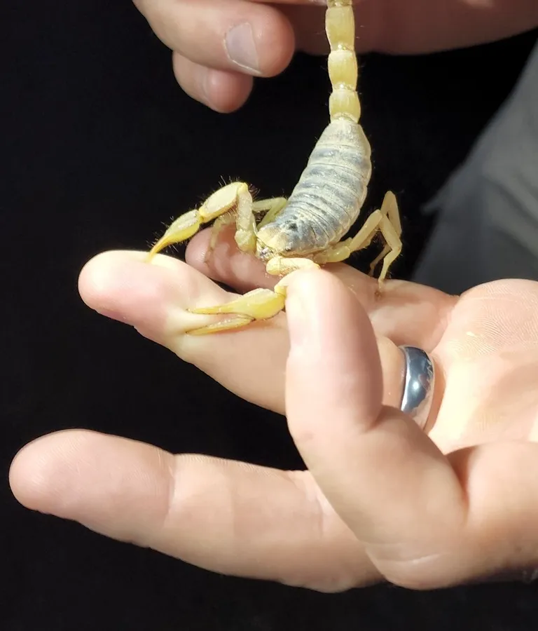 Arizona hairy scorpion held in an open hand showing its large size relative to a human palm
