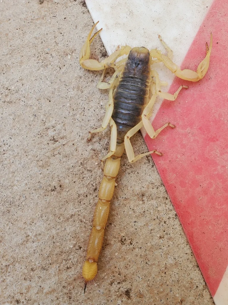 Arizona hairy scorpion on tile showing full body from above with dark dorsal stripe and pale legs