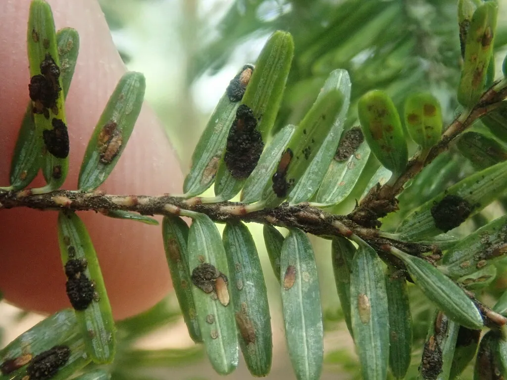 Dark armored scale insects on evergreen needles showing typical infestation pattern