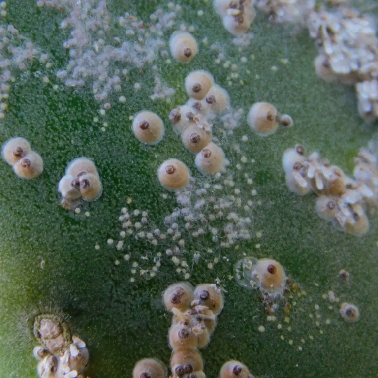 Individual armored scales with visible concentric ring patterns on plant tissue