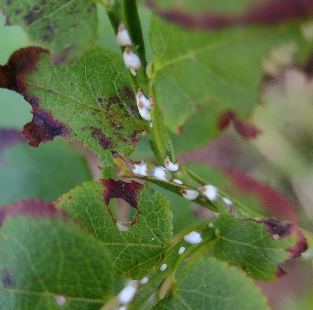 Armored scale insects on green leaves of a garden shrub