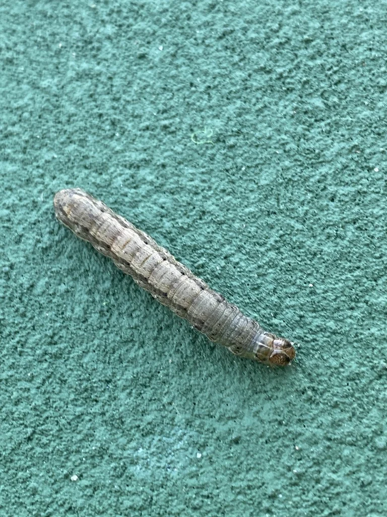 Armyworm caterpillar displaying green and brown striped coloring on textured surface