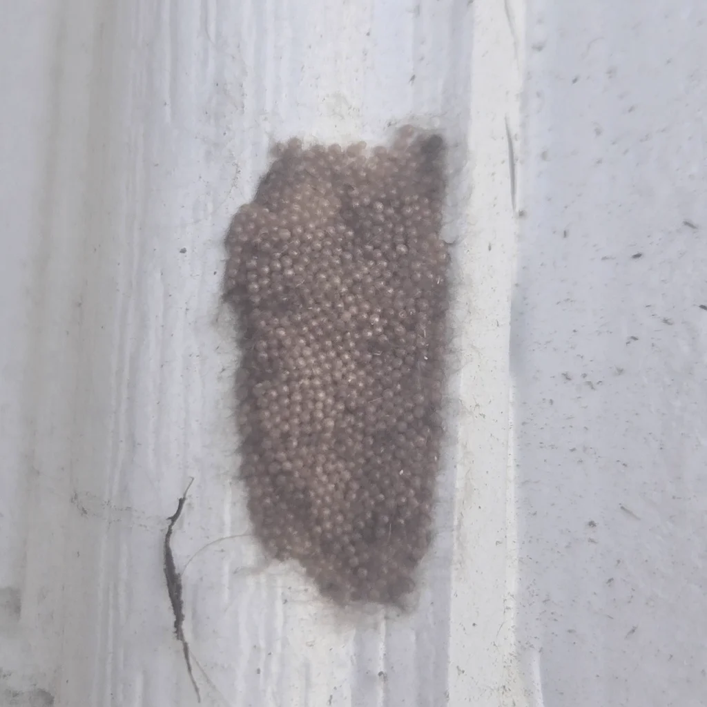 Armyworm egg mass containing hundreds of eggs on surface