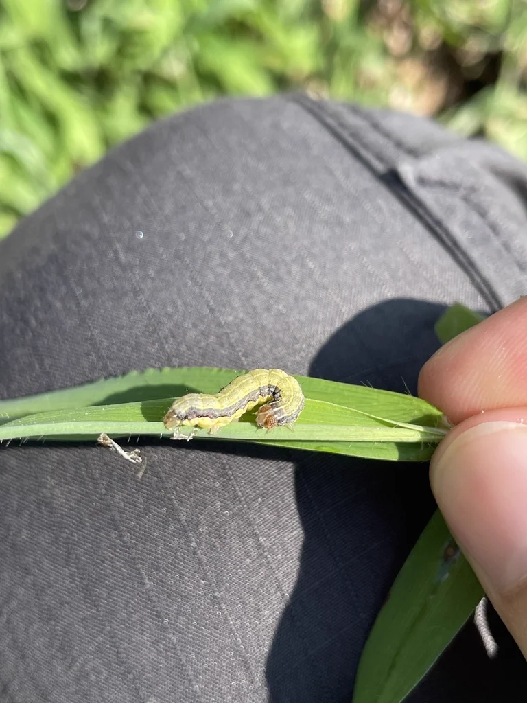 Armyworm caterpillar feeding on grass blade in lawn