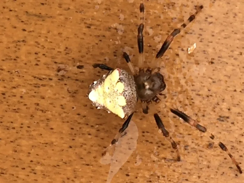 Top-down view of an arrowhead spider on a wood surface showing the pale triangle on its abdomen and banded dark legs
