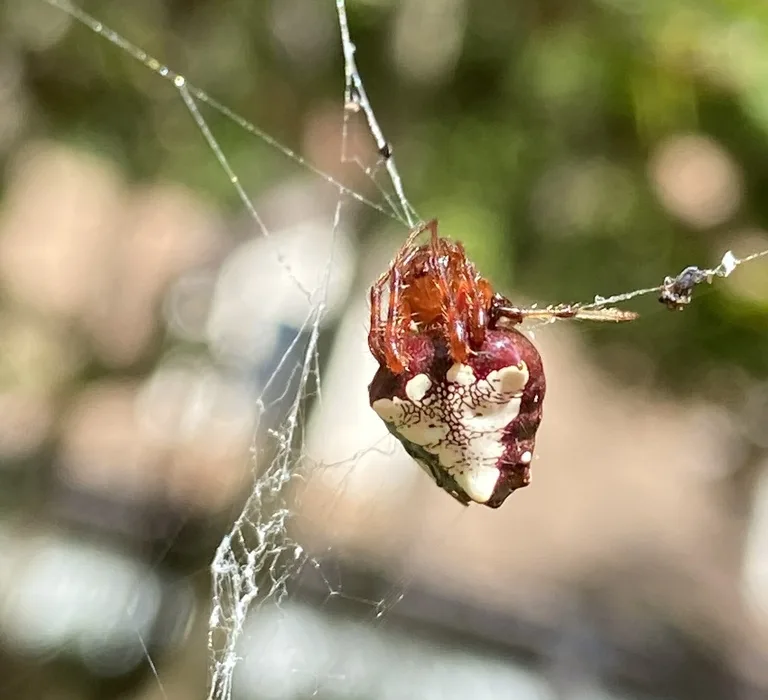 White-morph arrowhead spider hanging in its web with legs folded against its body