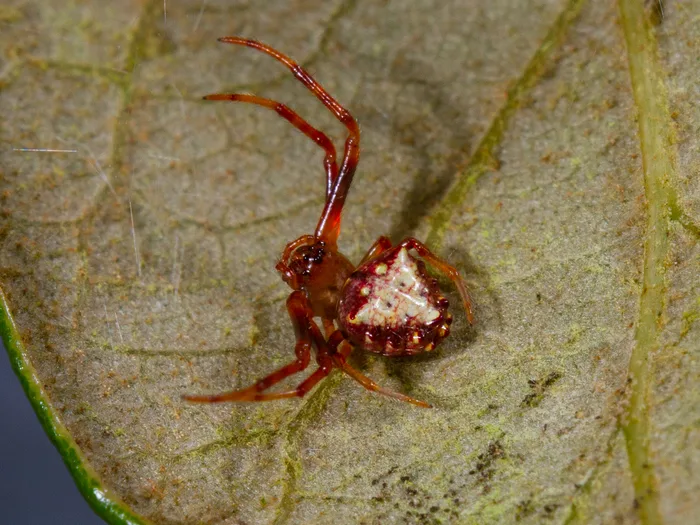 Arrowhead spider with red legs and a pale triangle marking on the underside of a leaf