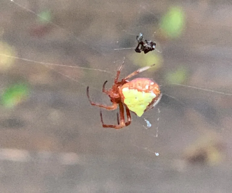 Yellow-morph arrowhead spider in its web below a small insect caught in the silk