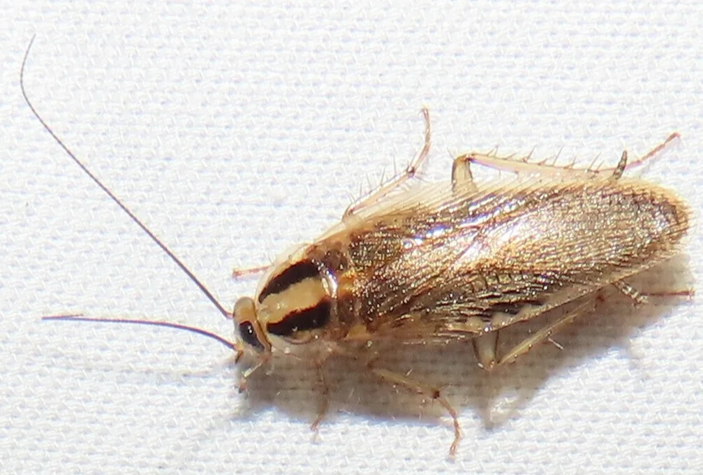 Dorsal view of an Asian cockroach displaying the two dark parallel stripes on its pronotum