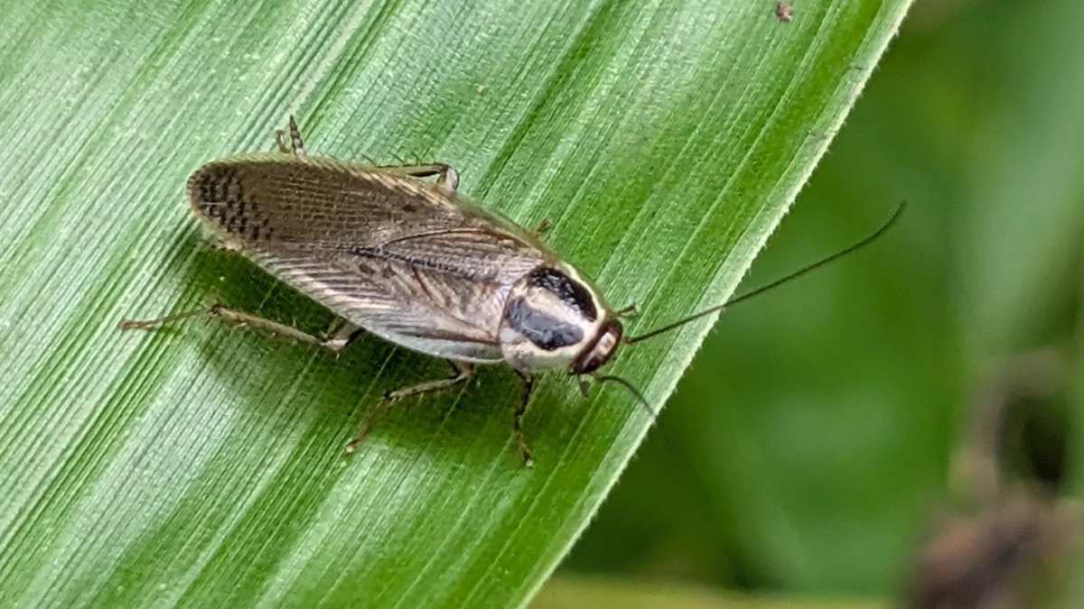 Asian cockroach resting on a green leaf in its natural outdoor habitat