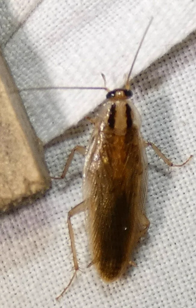 Asian cockroach from above showing its elongated wings that extend past the abdomen