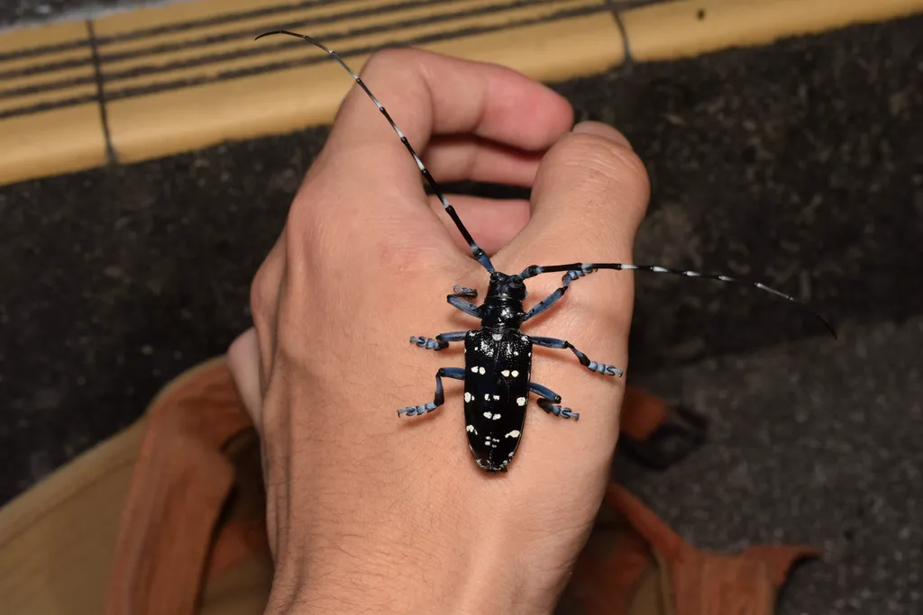 Asian longhorned beetle held on a person's hand showing the large size of this invasive beetle species
