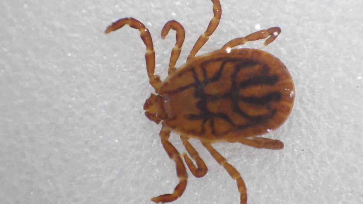 Close-up of an Asian longhorned tick showing distinctive striped body markings