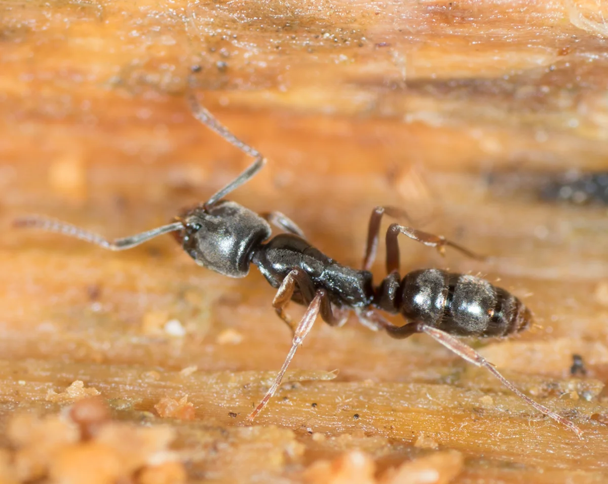 Close-up side profile of an Asian needle ant showing its dark brown body and characteristic narrow waist