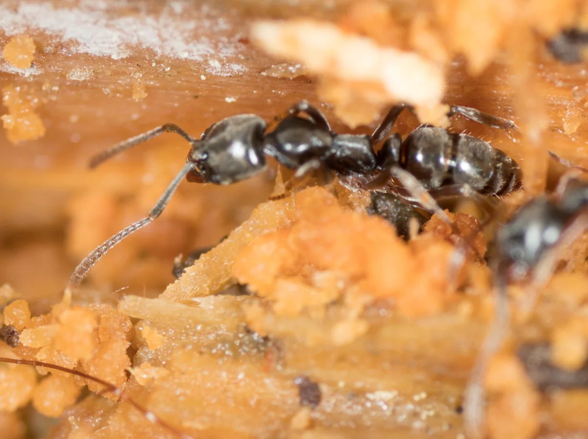 Asian needle ant worker foraging on leaf litter showing distinctive body shape
