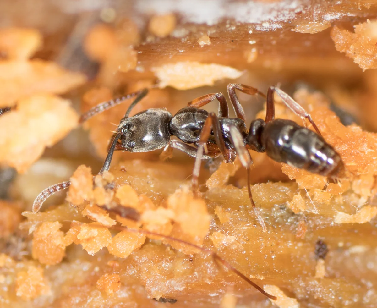 Detailed view of Asian needle ant with visible stinger and segmented body
